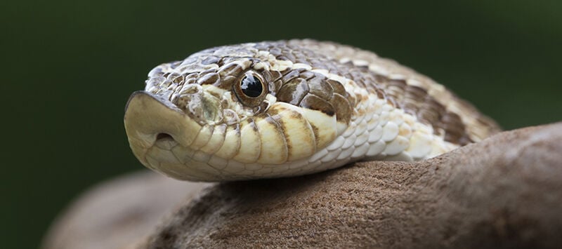Rear-Fanged Snakes